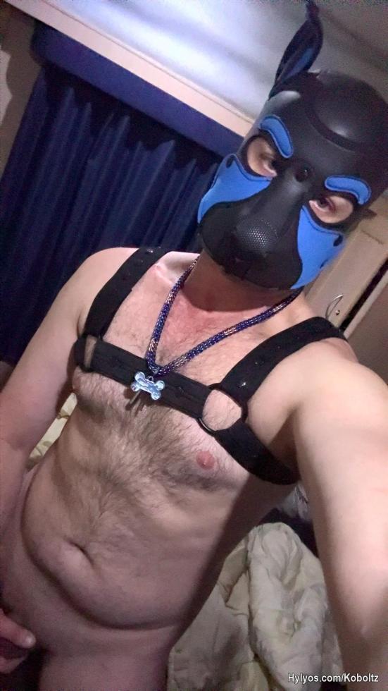 Puppy got a new harness🐶🤭